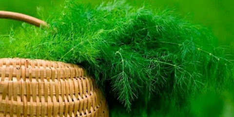 Kdy a jak zasadit (sow) dill dostat dobrou sklizeň